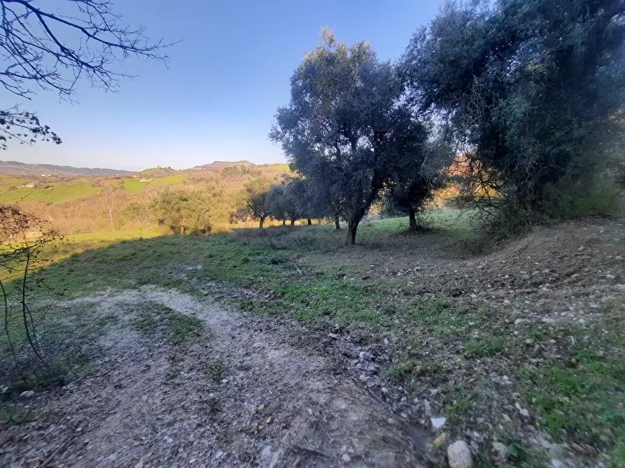 Immagine 15 di Casa indipendente in vendita  in cantina Cocci Grifoni a Ripatransone