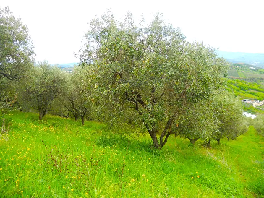 Immagine 1 di Terreno edificabile in vendita  a Colonnella