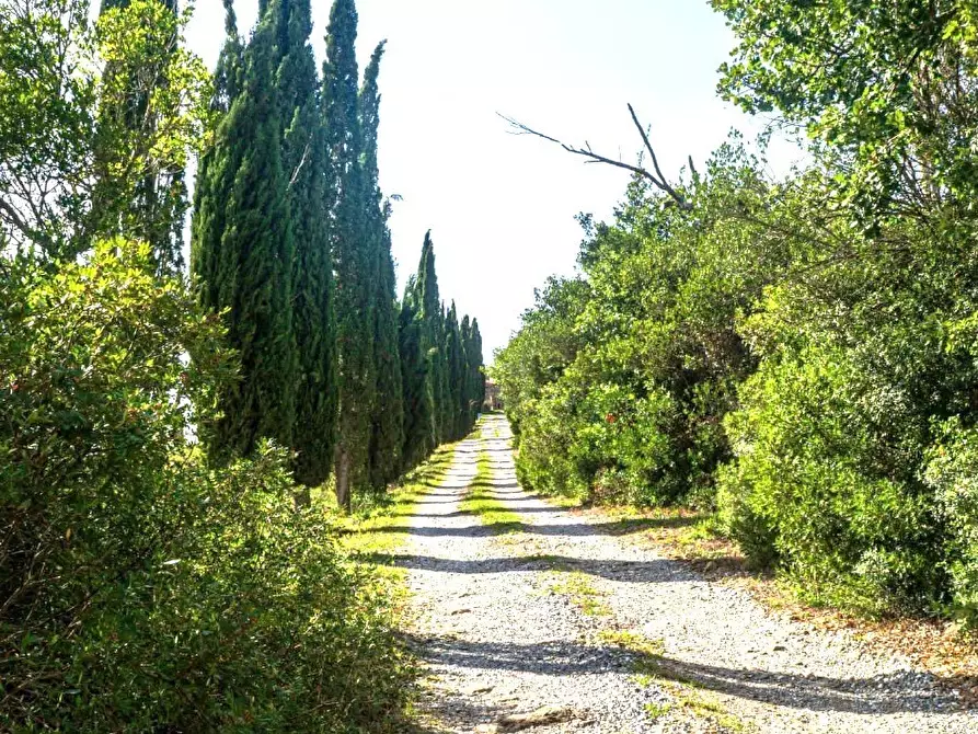 Immagine 1 di Azienda agricola in vendita  a Monterotondo Marittimo