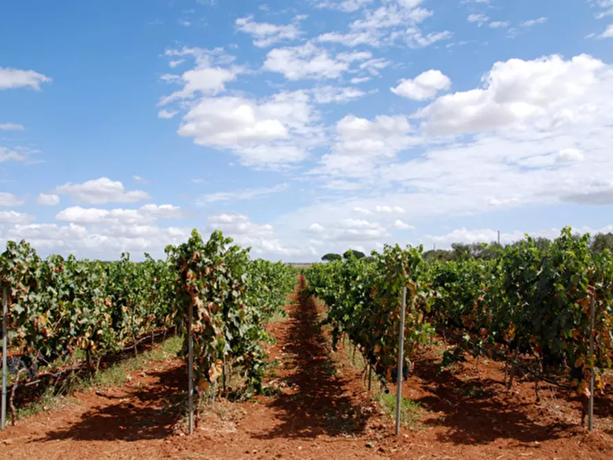 Immagine 4 di Casa vacanze in vendita  a Bari