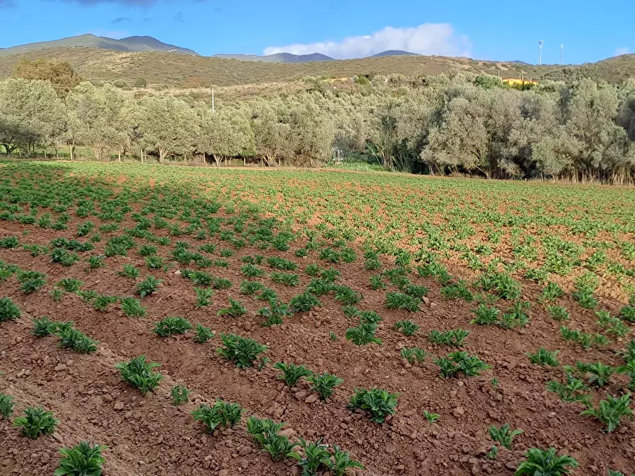 Immagine 33 di Terreno agricolo in vendita  in Via dei Gladioli a Quartucciu