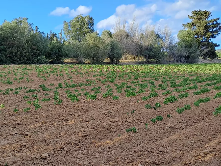 Immagine 29 di Terreno agricolo in vendita  in Via dei Gladioli a Quartucciu