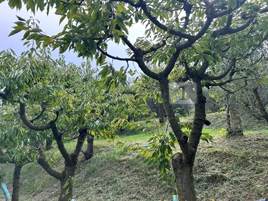 Immagine 16 di Terreno agricolo in vendita  in Via Castellaro a Castegnero