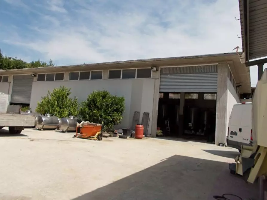 Immagine 7 di Azienda agricola in vendita  a Ripatransone