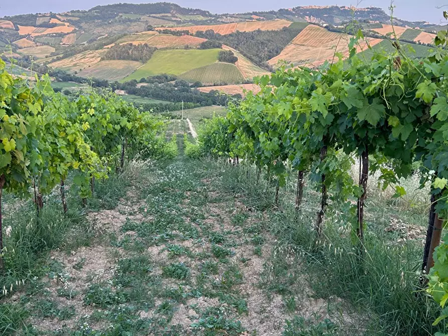 Immagine 10 di Terreno agricolo in vendita  a Montefiore Dell'aso