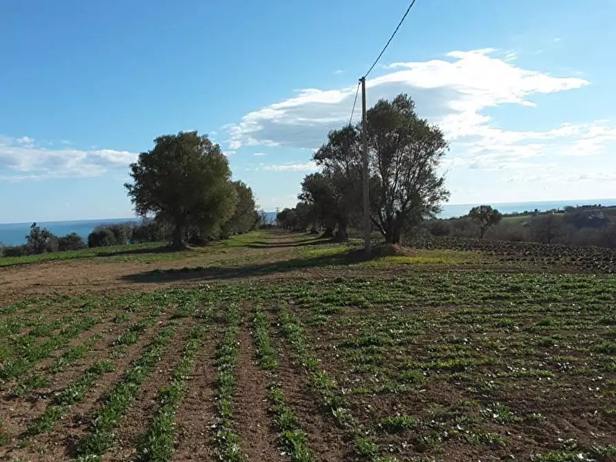 Immagine 14 di Terreno agricolo in vendita  a Cupra Marittima