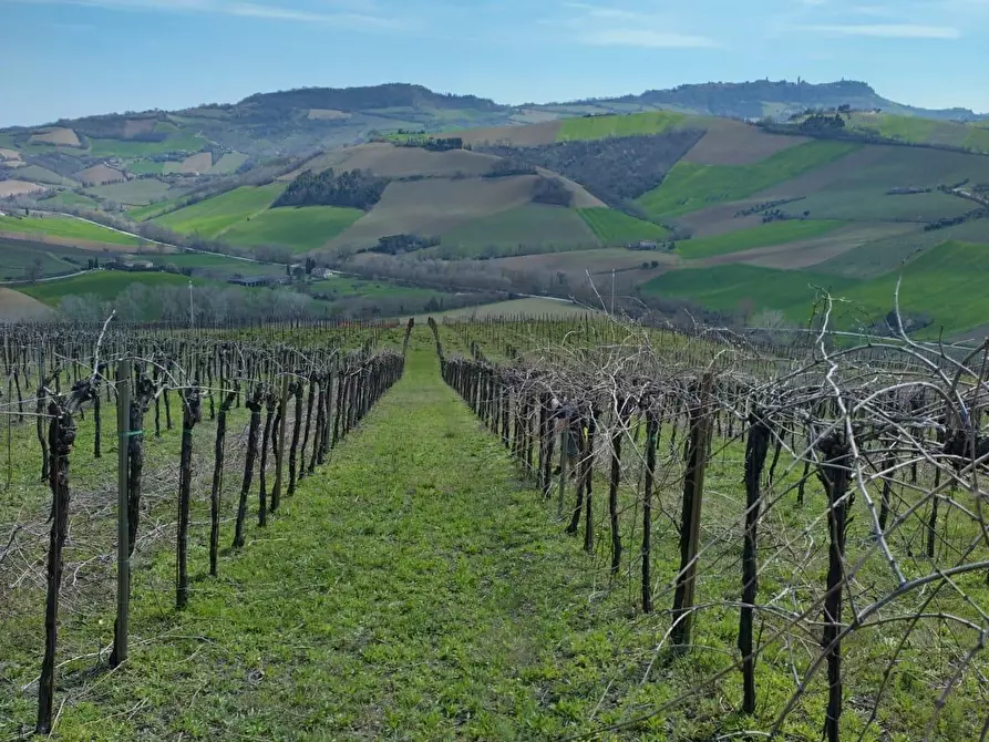 Immagine 1 di Terreno agricolo in vendita  a Montefiore Dell'aso