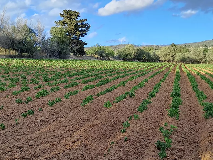 Immagine 30 di Terreno agricolo in vendita  in Via dei Gladioli a Quartucciu