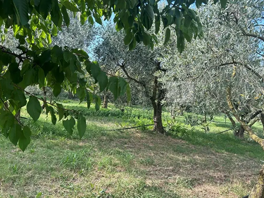 Immagine 3 di Terreno agricolo in vendita  in Via Castellaro a Castegnero