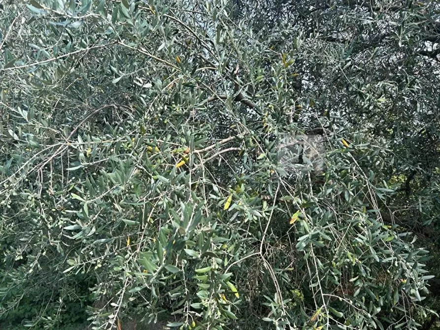 Immagine 12 di Terreno agricolo in vendita  in Via Castellaro a Castegnero