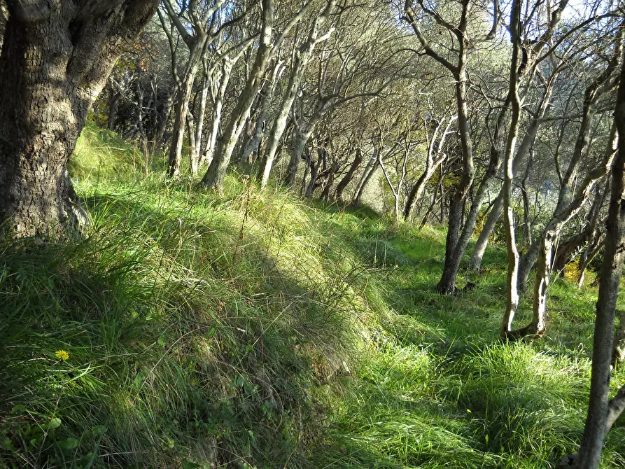Immagine 3 di Terreno agricolo in vendita  in Via Marcianella a Ortonovo
