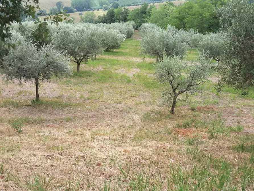 Immagine 1 di Agriturismo in vendita  a Offagna