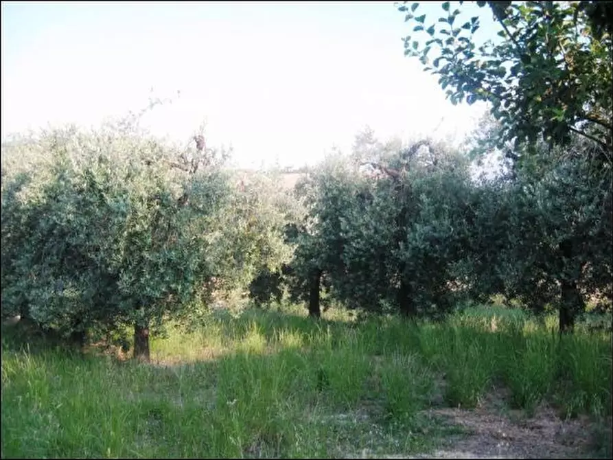 Immagine 9 di Rustico / casale in vendita  a Offida