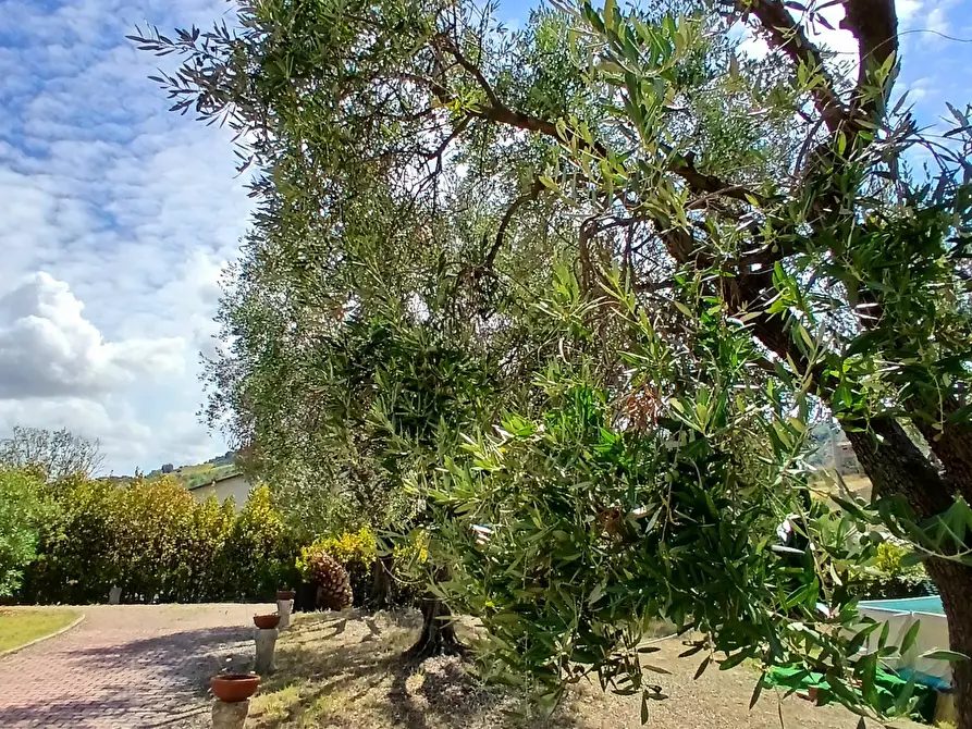 Immagine 30 di Casa indipendente in vendita  a Ancarano