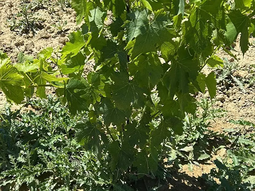 Immagine 13 di Terreno agricolo in vendita  a Montefiore Dell'aso