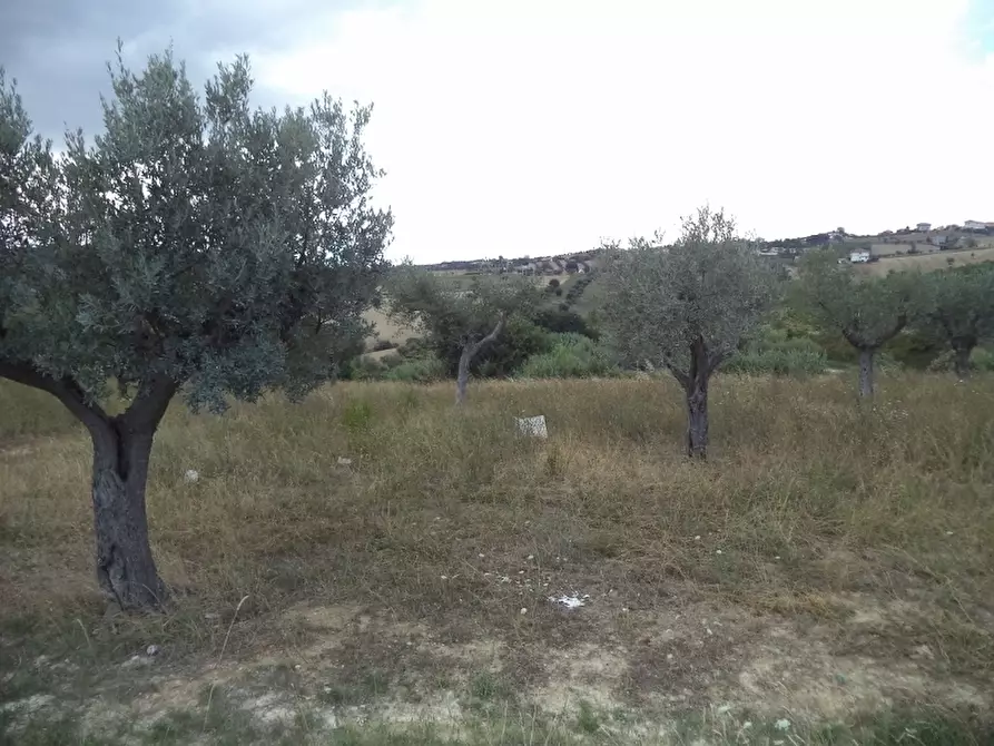 Immagine 18 di Terreno agricolo in vendita  a Colonnella