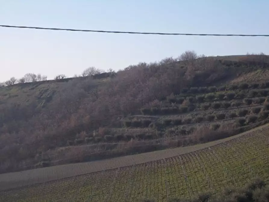Immagine 3 di Terreno agricolo in vendita  in contrada a Ripatransone