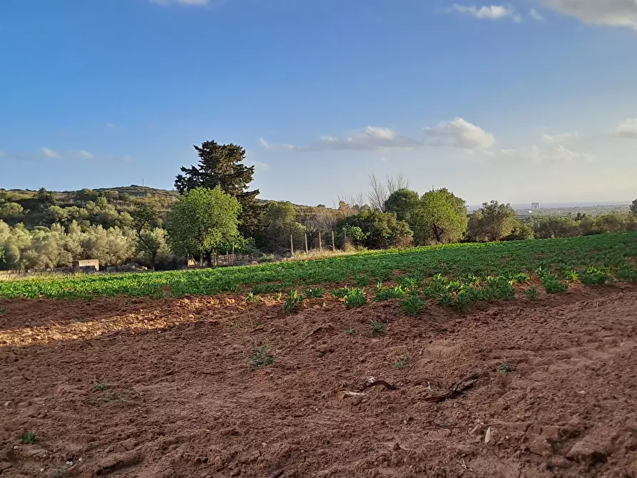 Immagine 22 di Terreno agricolo in vendita  in Via dei Gladioli a Quartucciu
