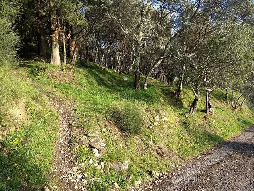 Immagine 6 di Terreno agricolo in vendita  in Via Marcianella a Ortonovo