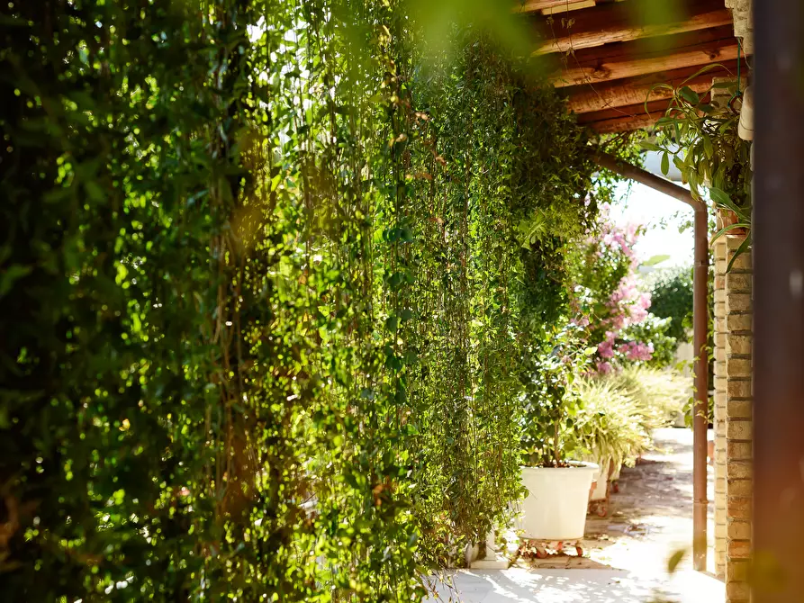 Immagine 7 di Casa indipendente in vendita  a Colonnella