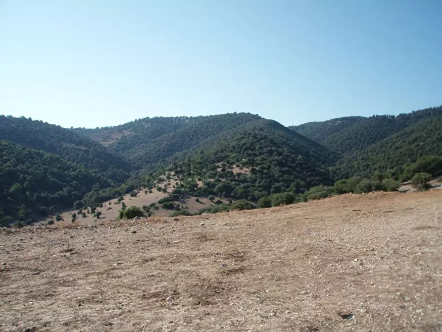 Immagine 7 di Terreno agricolo in vendita  a Mattinata