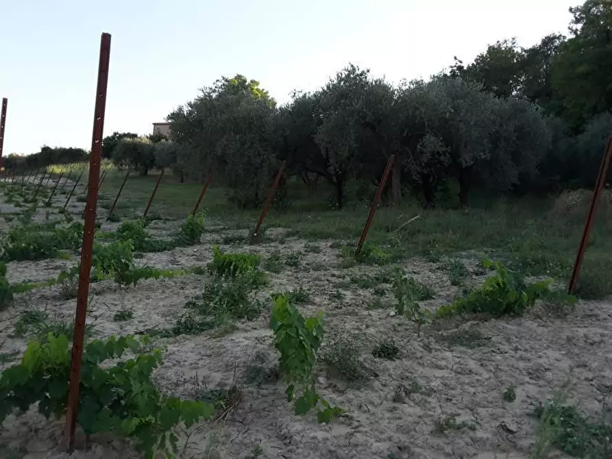Immagine 13 di Terreno agricolo in vendita  a Carassai