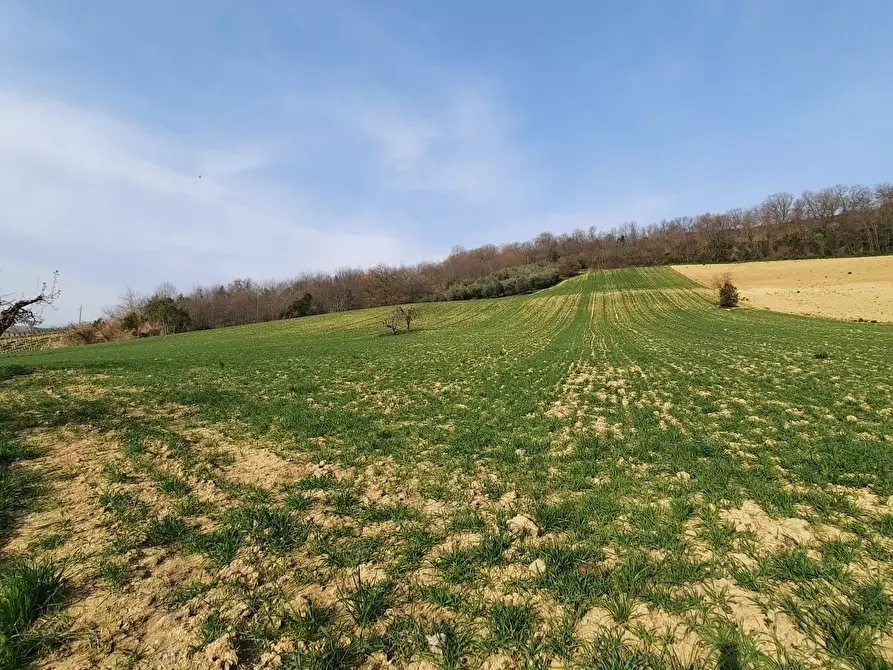 Immagine 27 di Casa indipendente in vendita  a Ripatransone