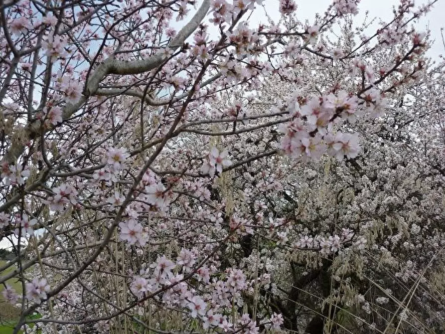 Immagine 24 di Rustico / casale in vendita  a Offida
