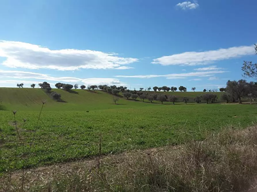 Immagine 19 di Terreno agricolo in vendita  a Cupra Marittima