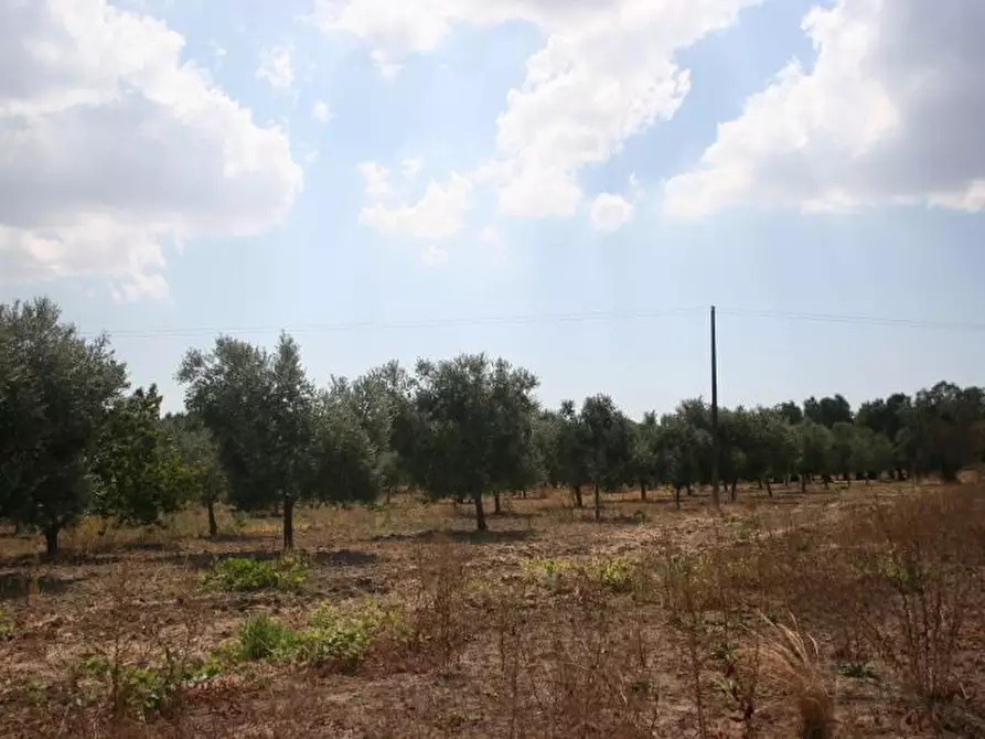 Immagine 36 di Terreno agricolo in vendita  in contrada mandrò a Cutrofiano