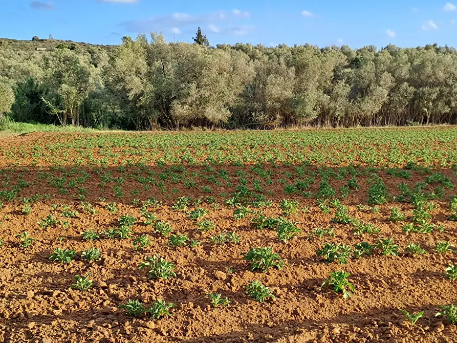 Immagine 19 di Terreno agricolo in vendita  in Via dei Gladioli a Quartucciu