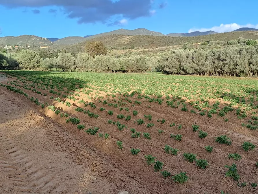 Immagine 25 di Terreno agricolo in vendita  in Via dei Gladioli a Quartucciu