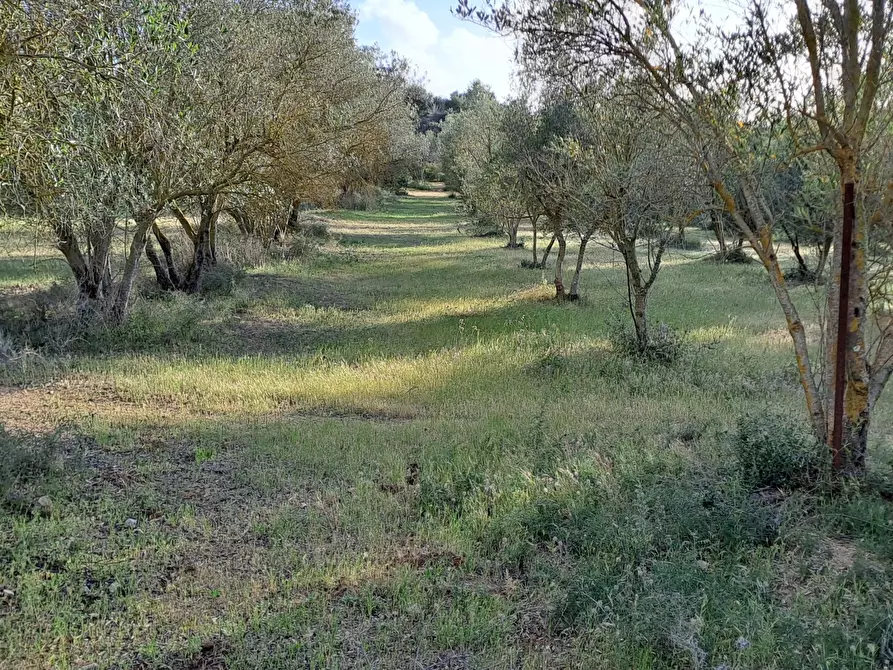 Immagine 11 di Terreno agricolo in vendita  in Via dei Gladioli a Quartucciu