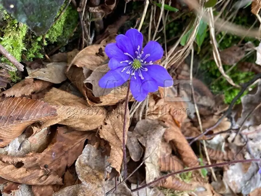 Immagine 6 di Terreno agricolo in vendita  in Piazza Mazzaretto a Longare