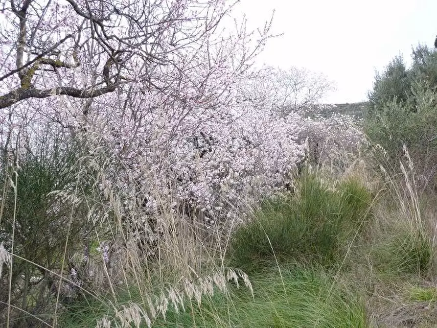 Immagine 23 di Rustico / casale in vendita  a Offida