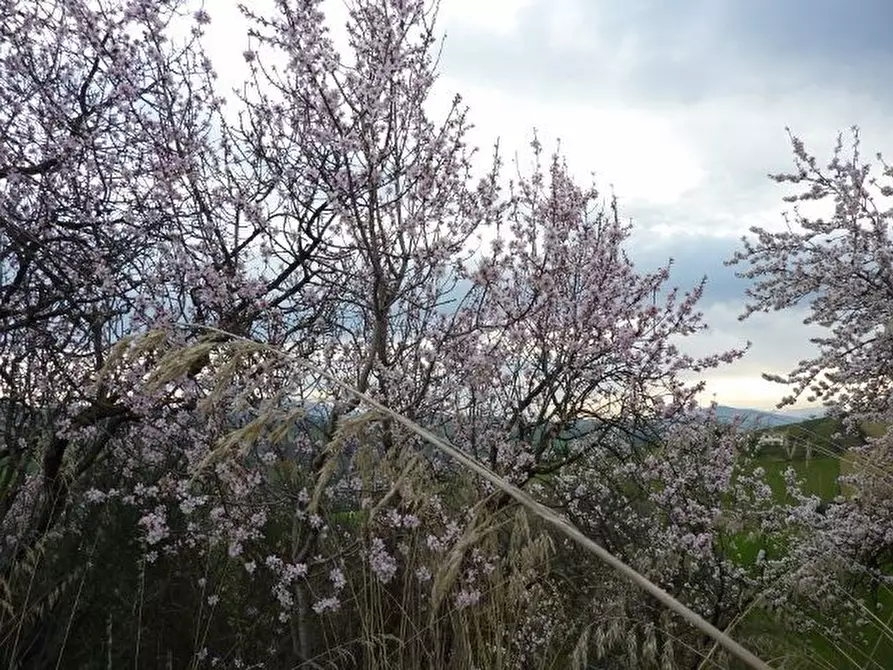 Immagine 20 di Rustico / casale in vendita  a Offida