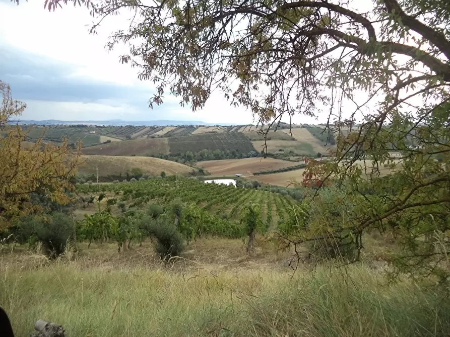 Immagine 10 di Terreno agricolo in vendita  a Colonnella