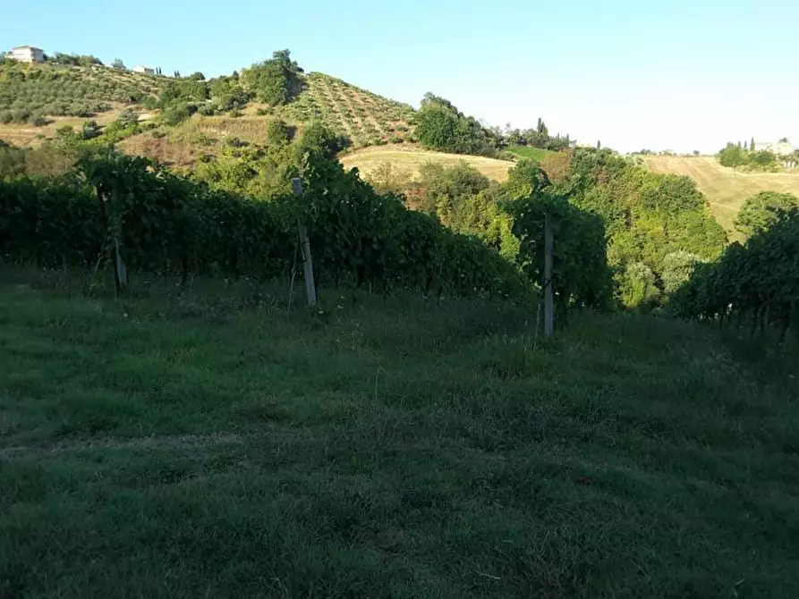 Immagine 10 di Terreno agricolo in vendita  a Carassai