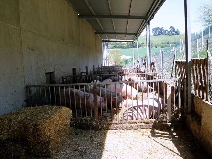 Immagine 6 di Azienda agricola in vendita  in periferia a Petritoli