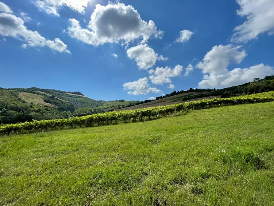 Immagine 3 di Rustico / casale in vendita  a Ripatransone