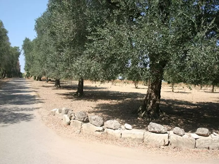 Immagine 43 di Terreno agricolo in affitto  in contrada mandrò a Cutrofiano