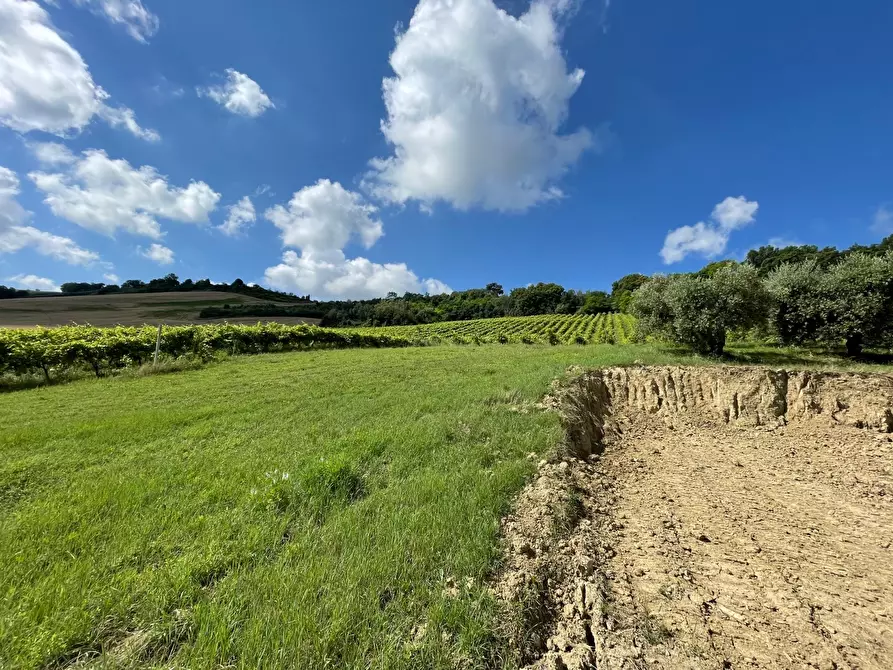 Immagine 20 di Rustico / casale in vendita  a Ripatransone