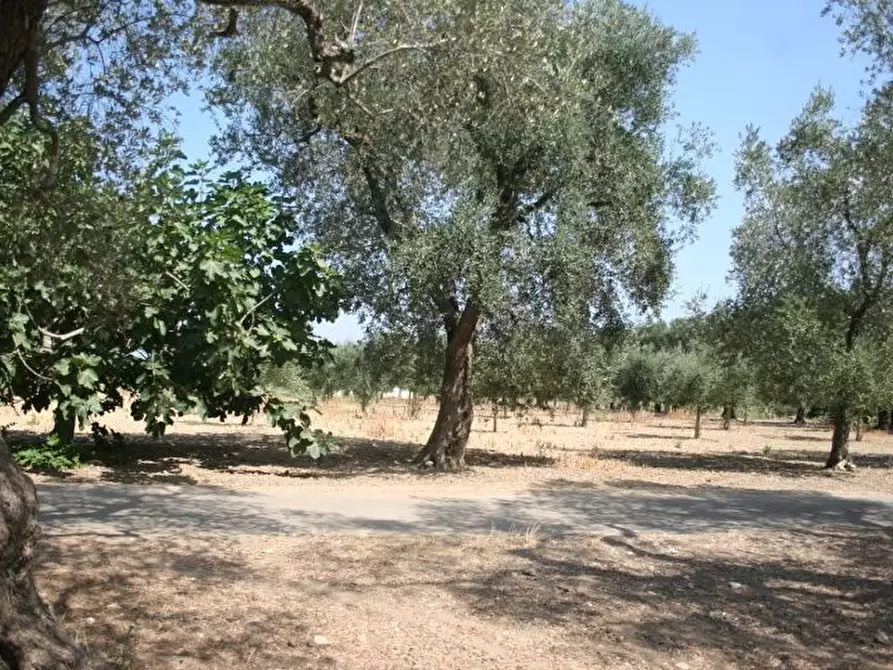 Immagine 47 di Terreno agricolo in vendita  in contrada mandrò a Cutrofiano