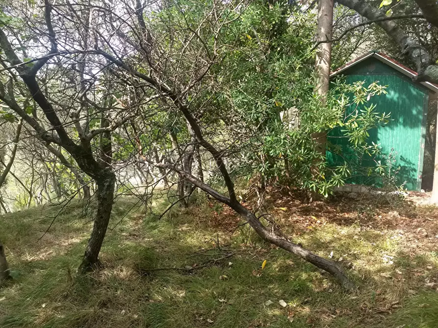 Immagine 5 di Terreno agricolo in vendita  in Via Marcianella a Ortonovo