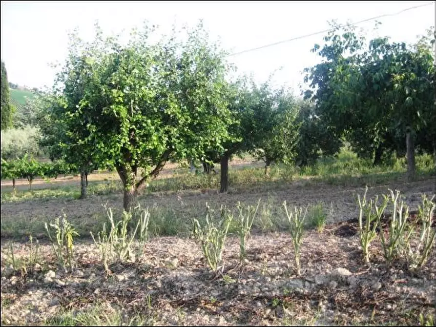 Immagine 7 di Rustico / casale in vendita  a Offida