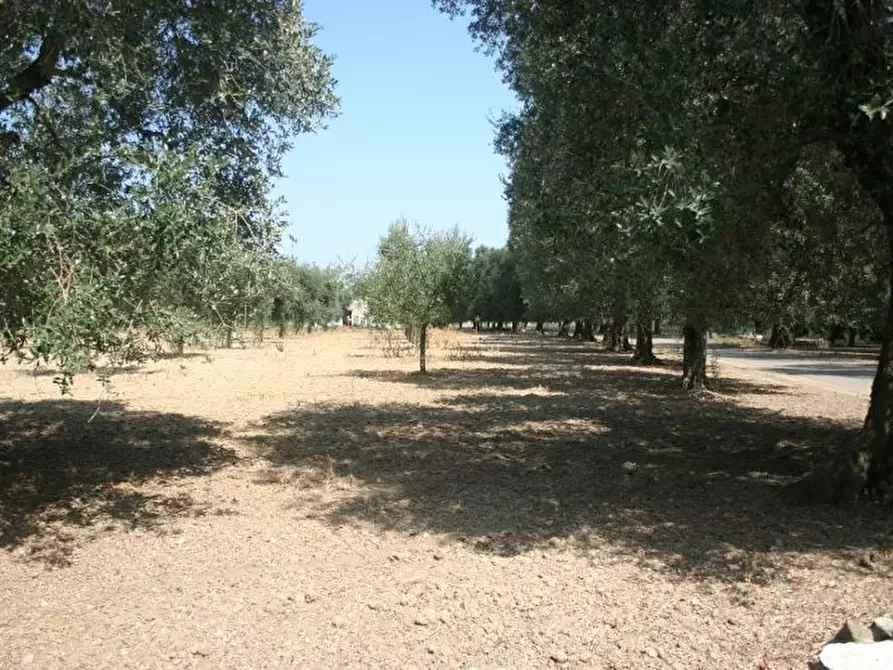 Immagine 45 di Terreno agricolo in affitto  in contrada mandrò a Cutrofiano