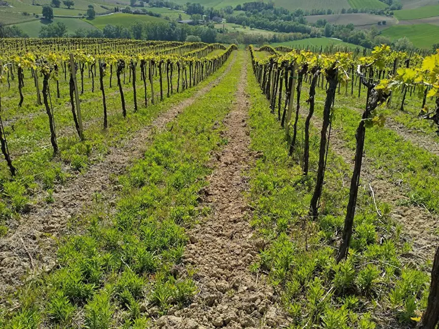 Immagine 14 di Terreno agricolo in vendita  a Montefiore Dell'aso