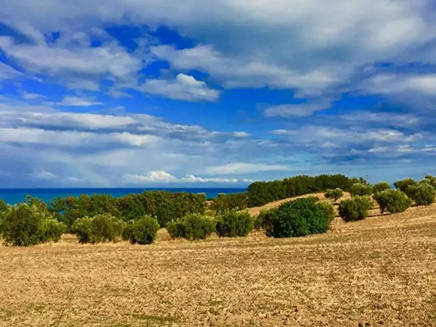 Immagine 5 di Terreno agricolo in vendita  a Cupra Marittima