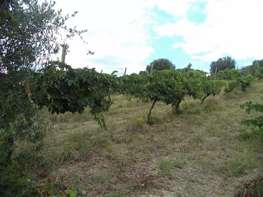 Immagine 6 di Casa indipendente in vendita  a Colonnella
