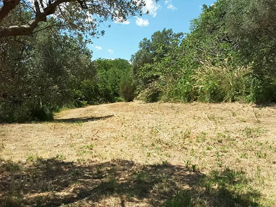 Immagine 7 di Casa indipendente in vendita  a Cupra Marittima